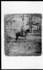 Stereocard view of Elias Carr, Jr. on pony "Biscuit"